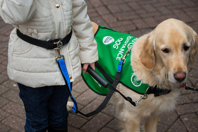 Ndis therapy hot sale dog